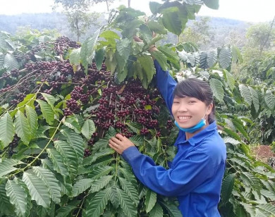 Giá nông sản ngày 3/3/2023: Cà phê không ngừng tăng, tiêu tiếp tục giảm