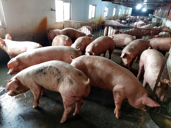 Giá heo hơi hôm nay 8/5/2023: Miền Nam có giá cao nhất cả nước