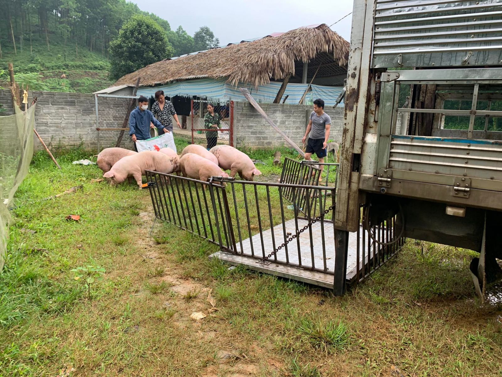 Giá heo hơi hôm nay 5/5