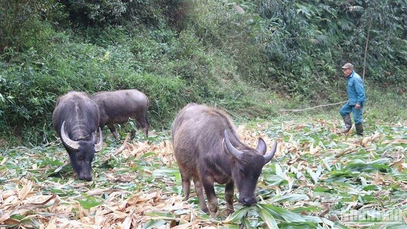 Cao Bằng: 305 gia súc bị chết do rét đậm, rét hại