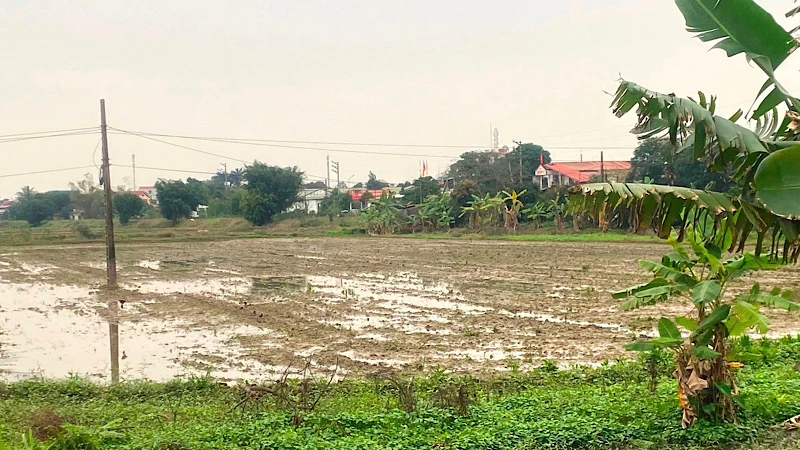 Hải Dương: Cưỡng chế thuế Công ty Việt Hưng gần 197 tỷ đồng
