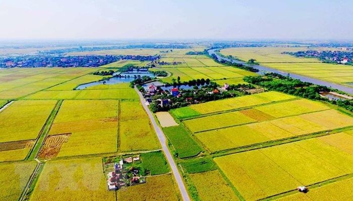 Hạn mức nhận chuyển quyền sử dụng đất nông nghiệp theo Luật Đất đai 2024