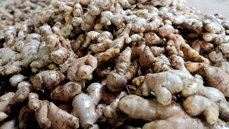 Người dân miền núi Nghệ An gặp khó khăn do gừng ế ẩm