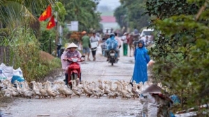 “Rốn lũ” Hòa Thịnh: Phòng tránh thiên tai cần kế hoạch bài bản, dài hơi “Rốn lũ” Hòa Thịnh: Phòng tránh thiên tai cần kế hoạch bài bản, dài hơi