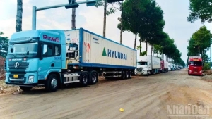 Ùn ứ hàng trăm xe container chở sầu riêng lấy mẫu tại Đồng Nai