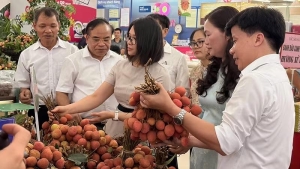 Thành phố Hồ Chí Minh liên kết Hải Phòng tiêu thụ vải Thanh Hà