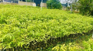 CCB Lê Thế Đông – Nhân giống phủ xanh đồi trọc